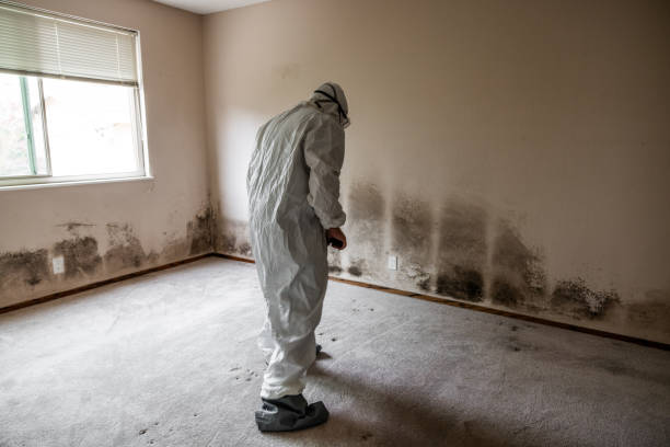 Best Mold Damage Repair  in Kenner, LA